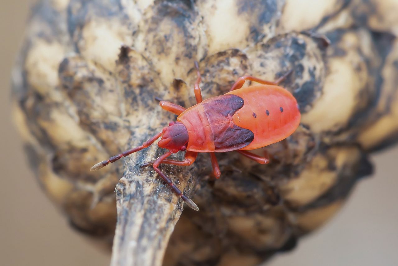 Pyrrhocoridae - Pyrrhocoris apterus